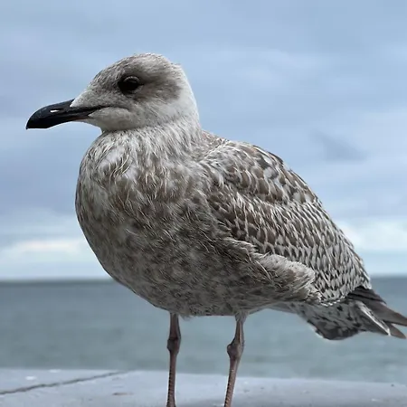 Appartamento - Starowiejska 14 Gdynia