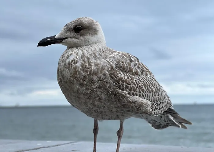 Апартаменты - Starowiejska 14 Гдыня